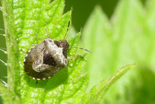Réf. 230 141 : Stagonomus venustissimus